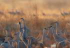 Sandhill cranes roosting pond on a misty sunrise, Bernardo Wildlife Area, New Mexico Art Print
